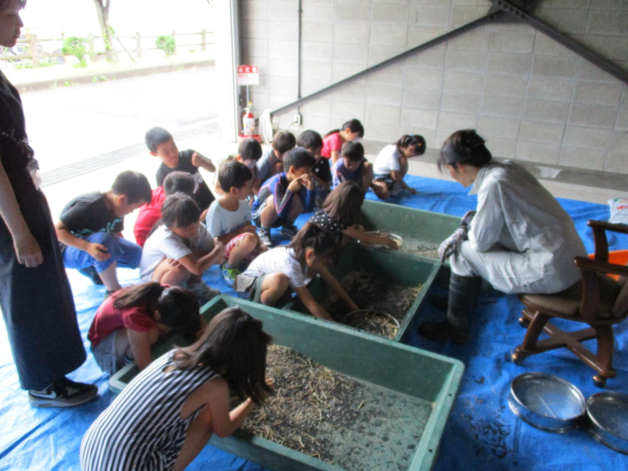 菜種をさやから種を取る作業する小学生