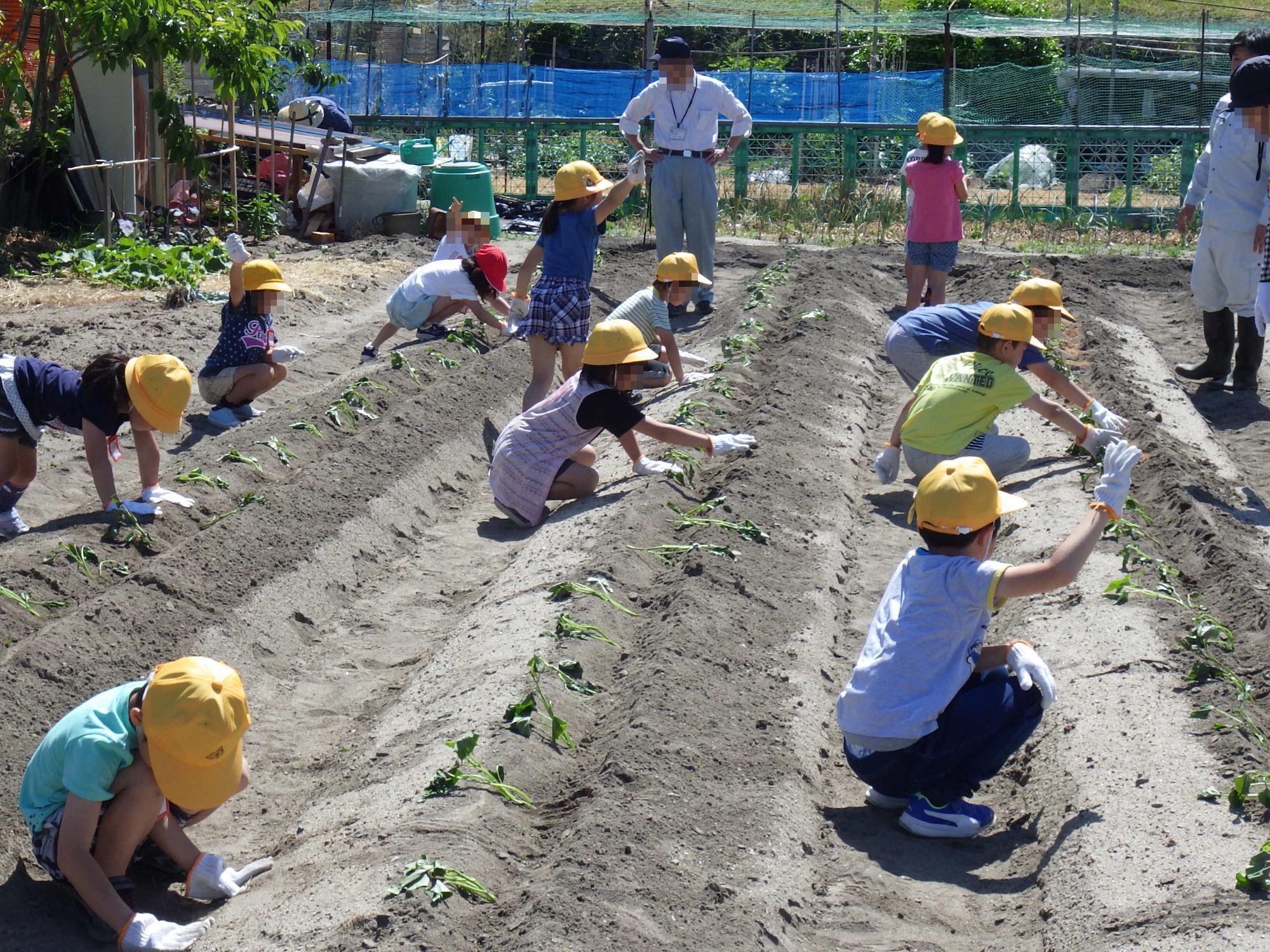 サツマイモを植え付けする小学生