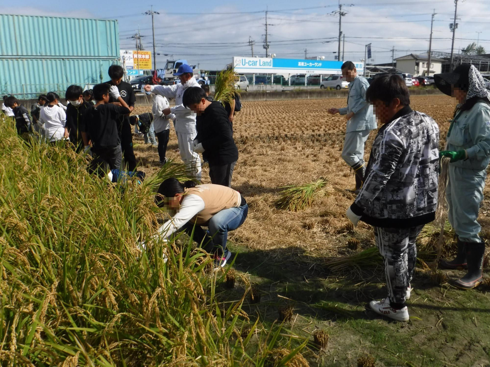 稲を刈って収穫する小学生