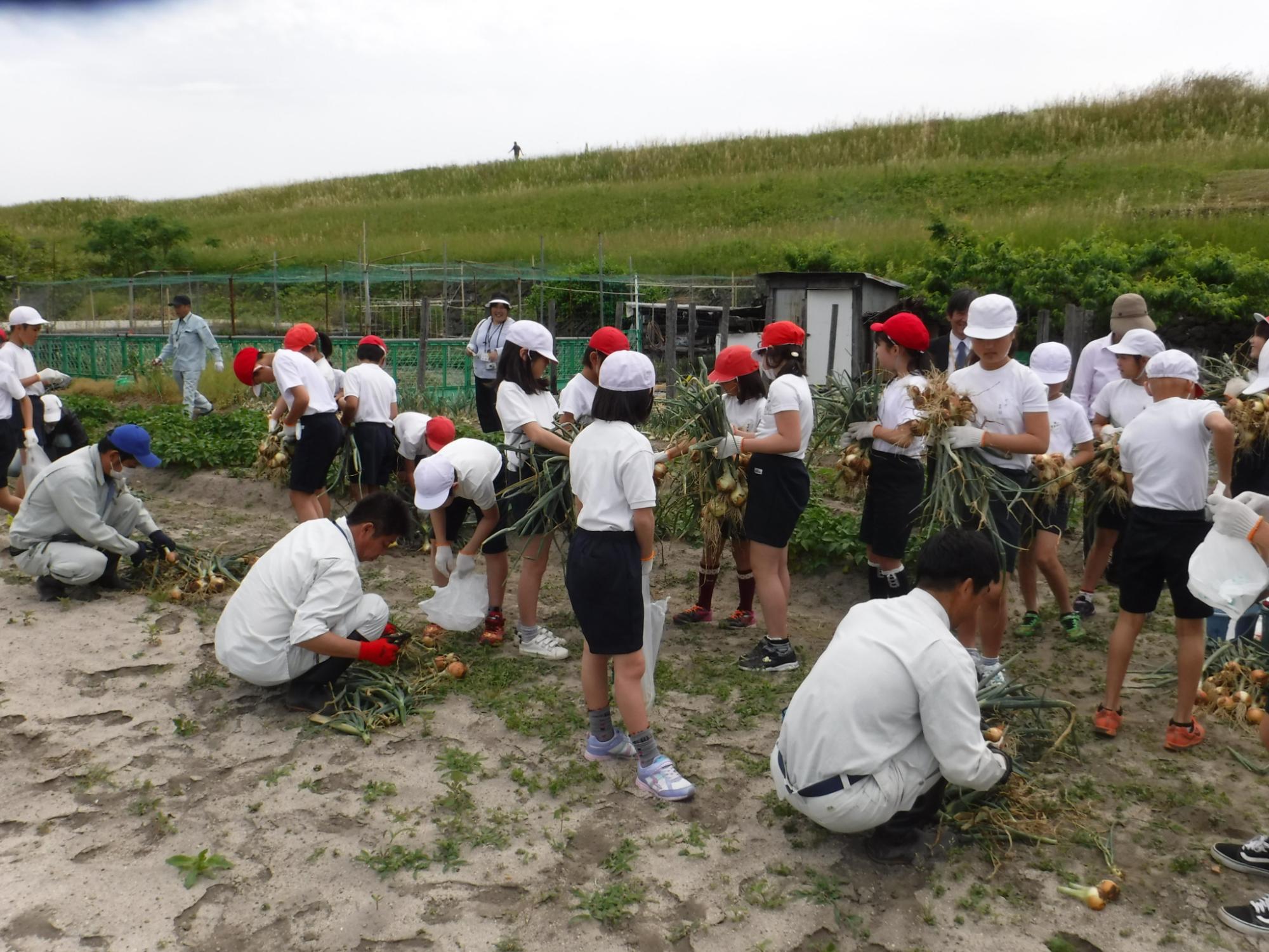 たまねぎの収穫をする小学生