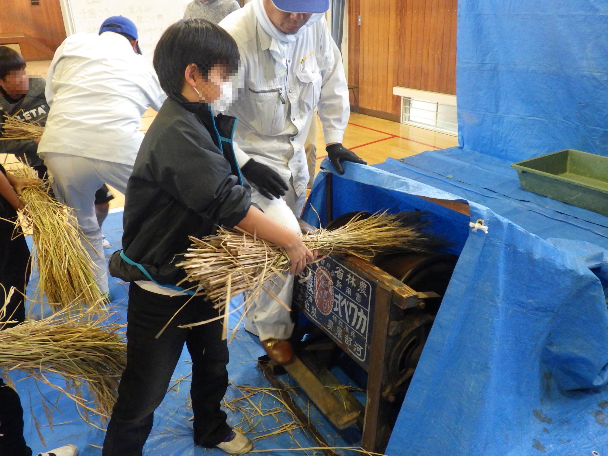 足踏脱穀機を使って稲を脱穀している小学生