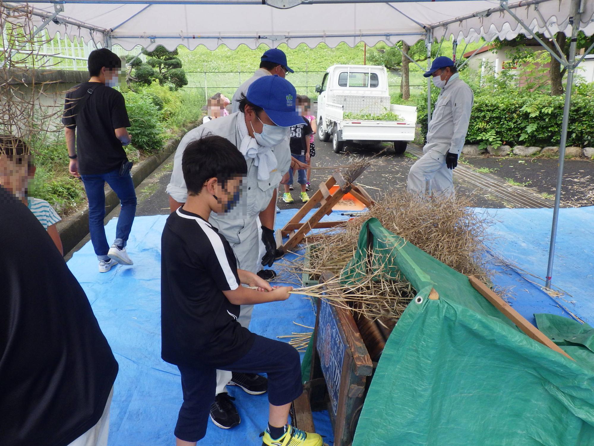 足踏脱穀機を使って菜種を収穫している小学生